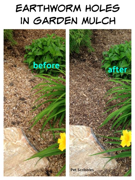 How To Get Rid Of Earthworm Holes In Garden Mulch Garden Mulch