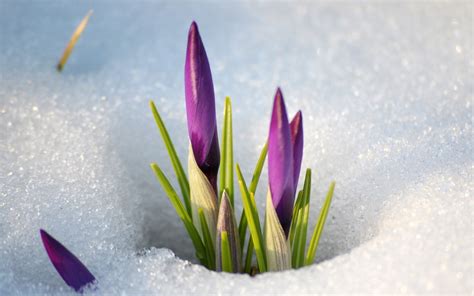 Spring Flowers In The Snow Wallpapers And Images Wallpapers Pictures