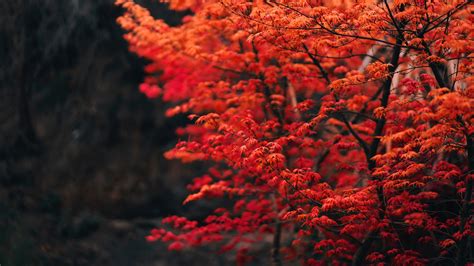 Autumn Tree 4k Ultra Hd Wallpaper Background Image 3840x2160 Id