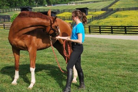 Diagnosing And Treating Equine Muscle Injuries The Horse