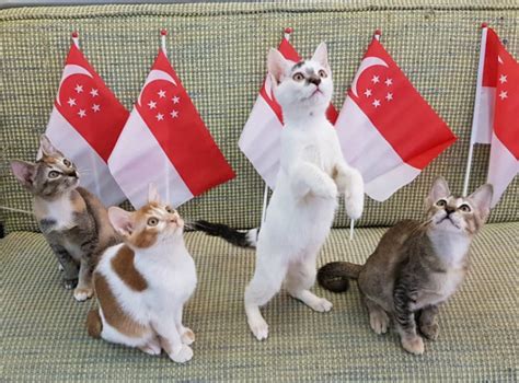 Singapore’s Cat Museum might be closing and its kittens need a home