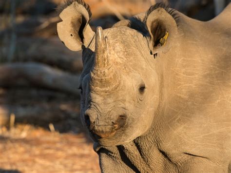African Rhino One Of The Worlds Land Giants