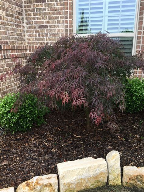 Home and garden landscapes has found that bloodgood and coral lace leaf maples with some shade perform quite well, too but generally look pretty haggard towards the end of the season with heat and attacks from. Pin on Our Garden
