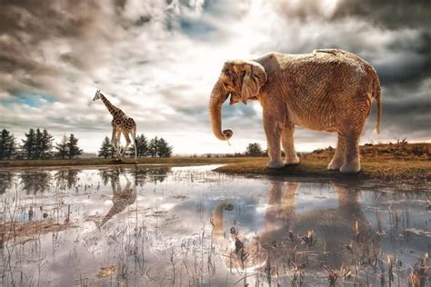 Elephant Desktop Background ·① Wallpapertag