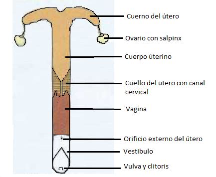 Pelearse Cuero Lino Anatomia Reproductiva De La Yegua Alpinista Venta Anticipada Bloquear
