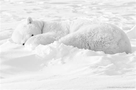 Sleeping Polar Bear Le Reveil I By Kyriakos Kaziras Photo 500px