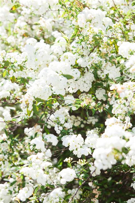 May Bush May Bush Is One Of The Most Spectacular White Flowering