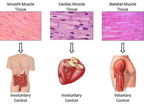 The muscular system can be broken down into three types of muscles: What Are Tissues? - Types & Explanation - Video & Lesson ...