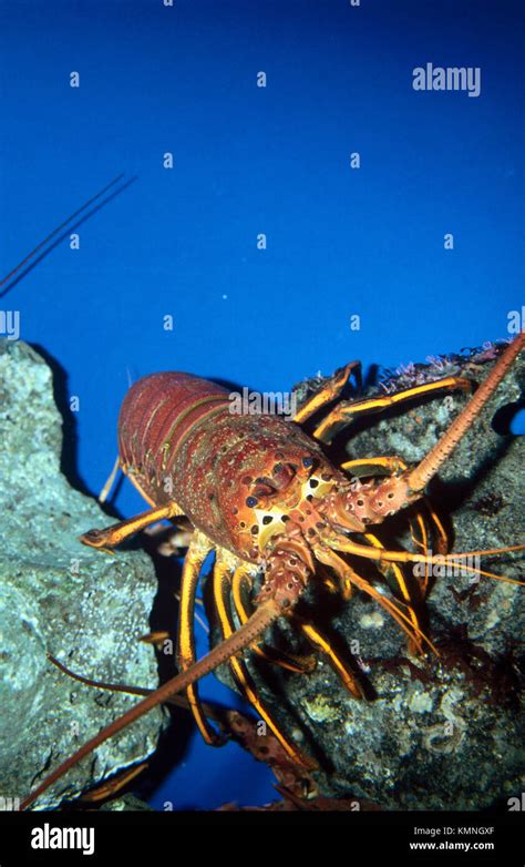 Spiny Lobster Palinurus Sp In Aquarium Stock Photo Alamy