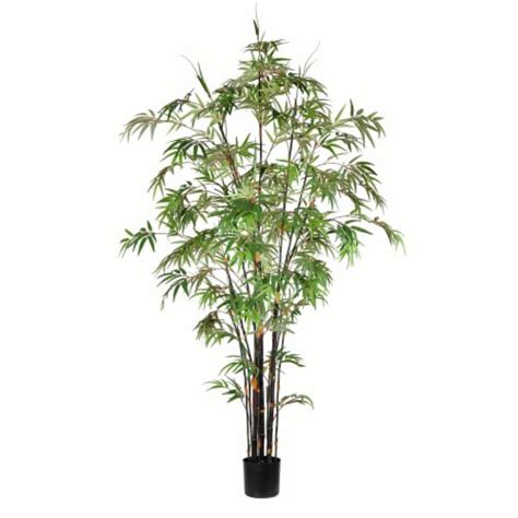 7 Potted Black Japanese Bamboo Tree Tb190170 1 Fred Meyer