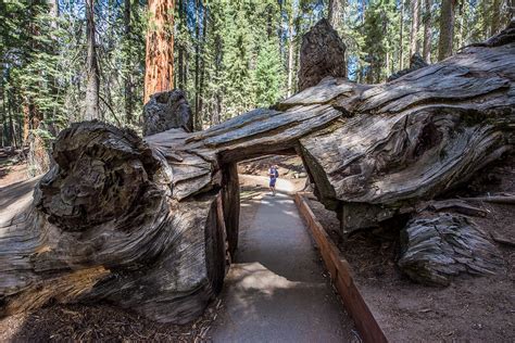 Congress Trail Sequoia National Park Gml8659 George Landis Flickr