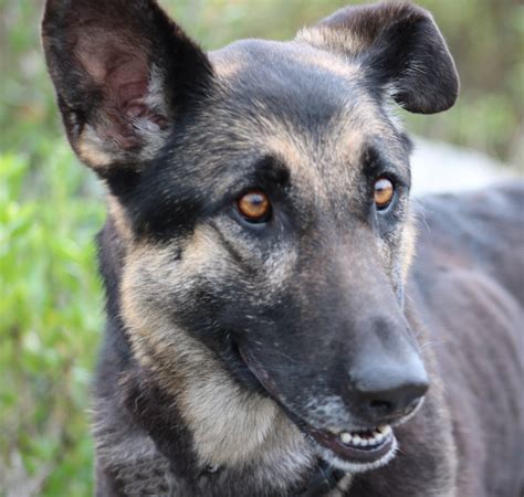 Most likely, there is nothing to worry about. German Shepherd Puppies San Diego - Pets Ideas