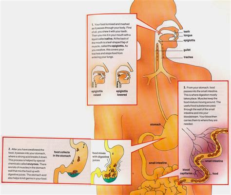 Our pick for gut healing supplements. Digestive System For Kids - How does the Digestive System ...