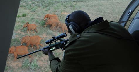 Wildlife Poaching 4 Reasons Why You Should Care About The Issue