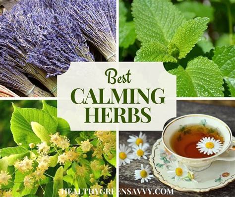 20 Best Calming Herbs For Relaxation Stress Relief