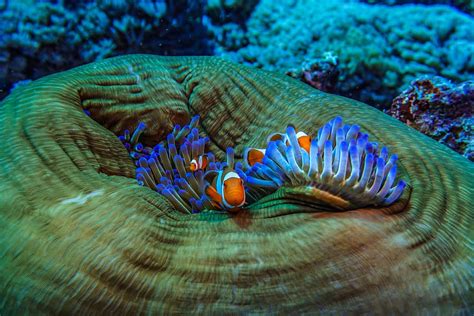 Hd Wallpaper Photo Of Blue Sea Anemone And Clown Fish Underwater