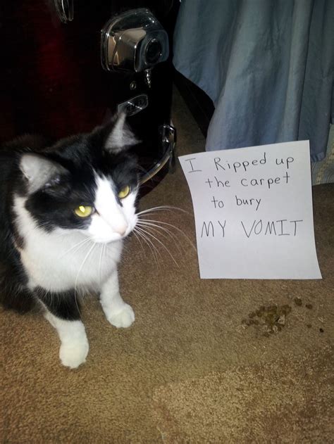 Cat Shaming Also Into Cats Cat Shaming Bad Cats Funny Cats