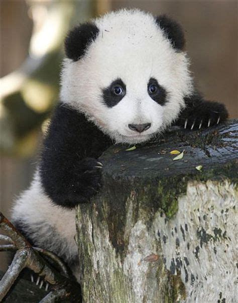 20 Mejores Imágenes De Osos Panda Osos Panda Osos Pandas
