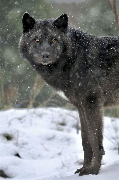 Black Canadian Wolf In Falling Snow Lovely Svenimal Deviant Art