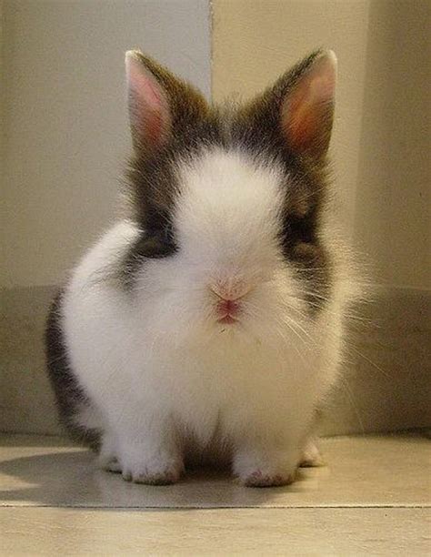 Top 30 Cutest Pictures Of Bunnies Around The World The