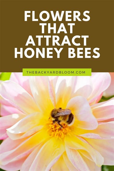 Check spelling or type a new query. Flowers That Attract Honey Bees - The Backyard Bloom