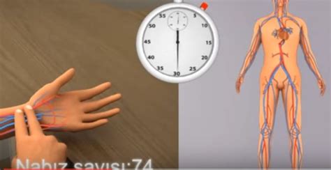 Nabız, kişinin sağlık durumunun önemli bir göstergesidir. Nabız Nereden Alınır? - Arterler ve Diğer Bölgelerde Nabız ...