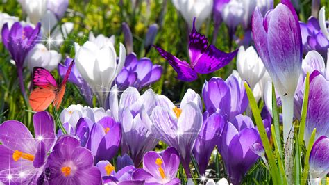 Flower Free Screensavers And Wallpaper : Spring Wallpaper and ...