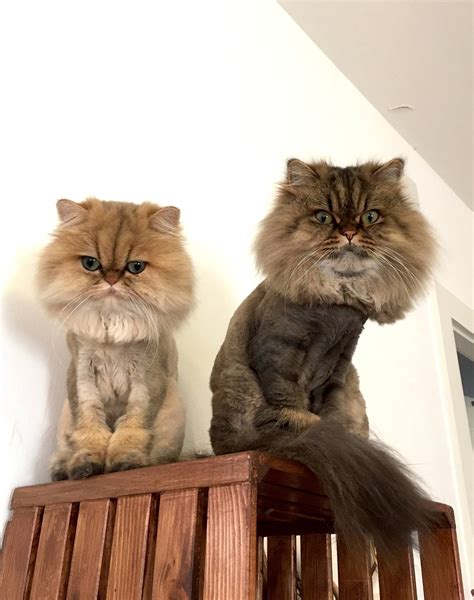 Lazy lion 2 grooming frenzy. 1st Lion Cut for my Persian Cats | Meow Lifestyle
