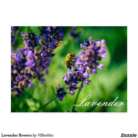 Lavender Flowers Postcard For Every Occasion Bee On Lavender Nature