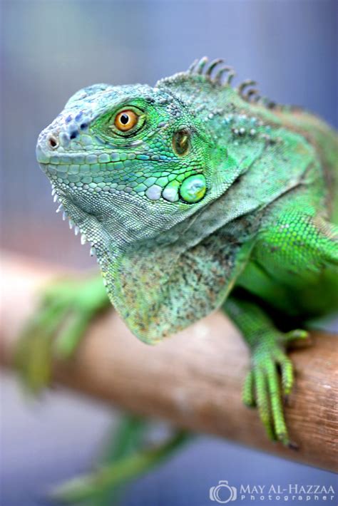 مناقشات المنتدى في عنوانها كلمة حِرْبَاء: Chameleon | الحرباء | حيوان بيوض من الزواحف, تتواجد في كل ...