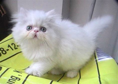 Kucing persia merupakan jenis kucing yang sangat digemari oleh pecinta kucing dan sebagian besar orang. Kucing Persia Flatnose