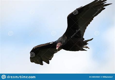 Turkey Vulture Soaring At Tallulah Gorge State Park Georgia Usa Stock