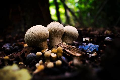 A Guide to Puffball Mushrooms - Mushroom Huntress