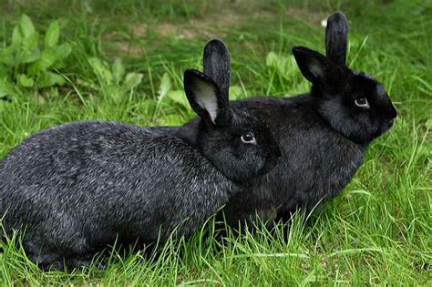 Kids Farm Silver Fox Rabbits Flickr Photo Sharing