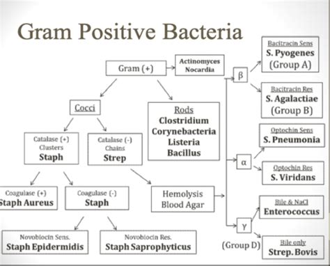 Bacterial Identification Flashcards Quizlet