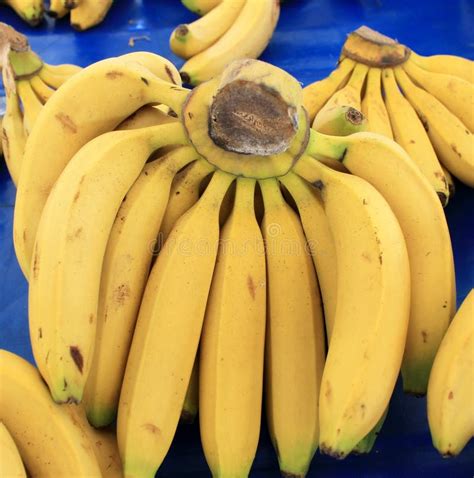 Bananas Fruit Big Harvest Stock Photo Image Of Fragrant 68342856