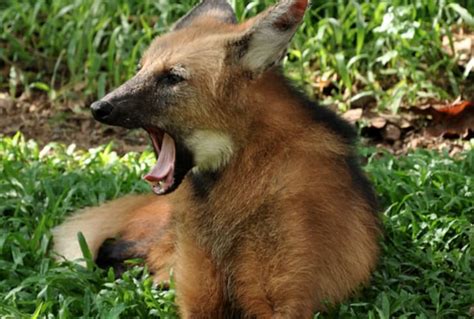 10 Leggy Facts About The Maned Wolf Mental Floss