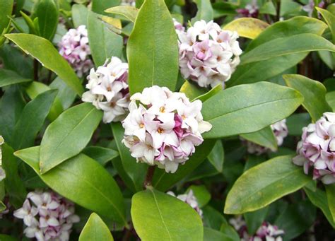 For the new year we are waiting. Shrubs that Bloom All Year | Year Round Shrubs According ...