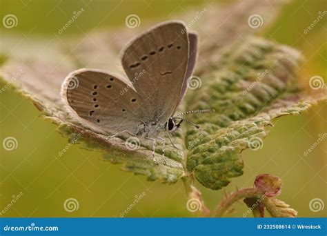Closeup On The Small Blue Butterfly Cupido Minimus Sitting Stock