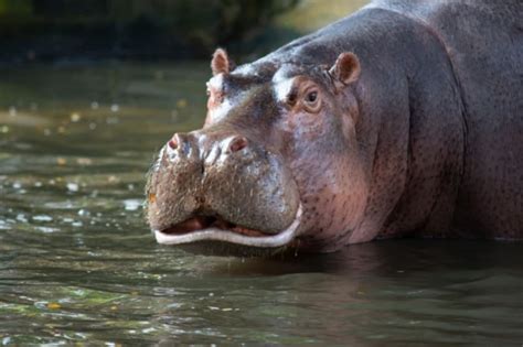 10 Animals With Big Lips Online Field Guide