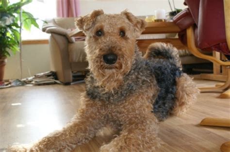 Airedoodle Airedale X Terrier Poodle Mix Info Temperament Puppies