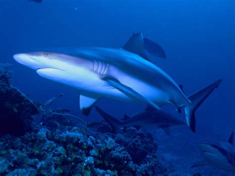 Grey Reef Shark Wikipedia