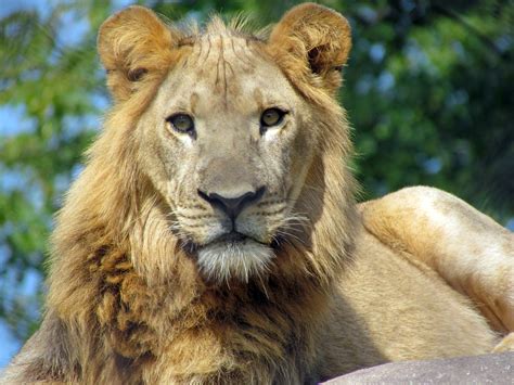 Fileafrican Lion Seneca Park Zoo Wikipedia