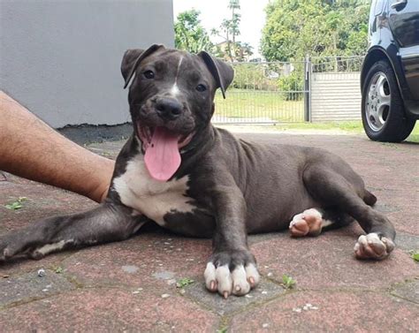 Gorgeous Pure Pitbull Puppies In Durban Dogs And Puppies Public Ads