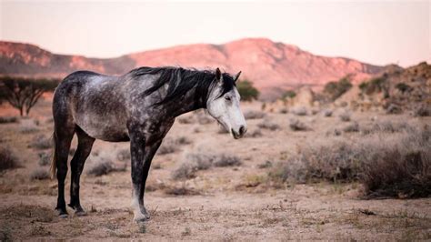 namib desert horse facts  information breed profile ahf
