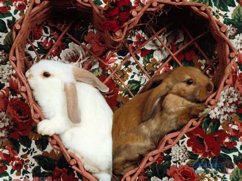 أرنب, أرانب جميلة, فروي, الأرانب رقيق png و psd. صور ارانب 2019 معلومات كاملة عن الأرانب | | صورميكس ...