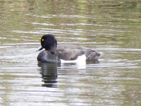 Tufted Duck Project Noah
