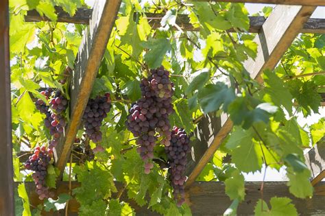 How To Grow Grape Vines