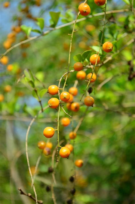 Small Orange Fruit Plant Public Domain Pictures