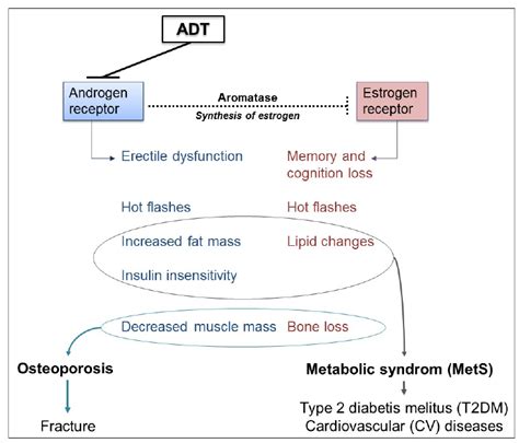 Side Effects Associated With Androgen Deprivation Therapy ADT